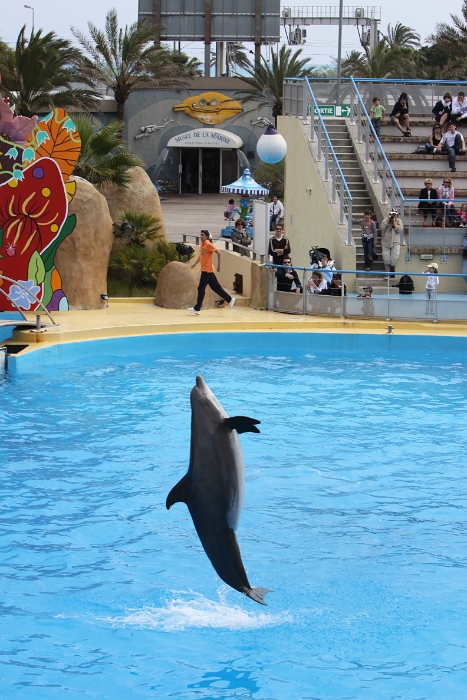 Marineland - Dauphins - 080